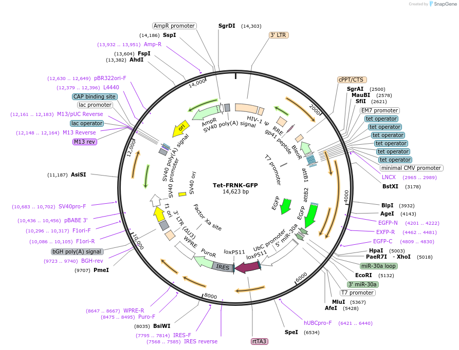 83472-plasmid-map-sequence-id-159108
