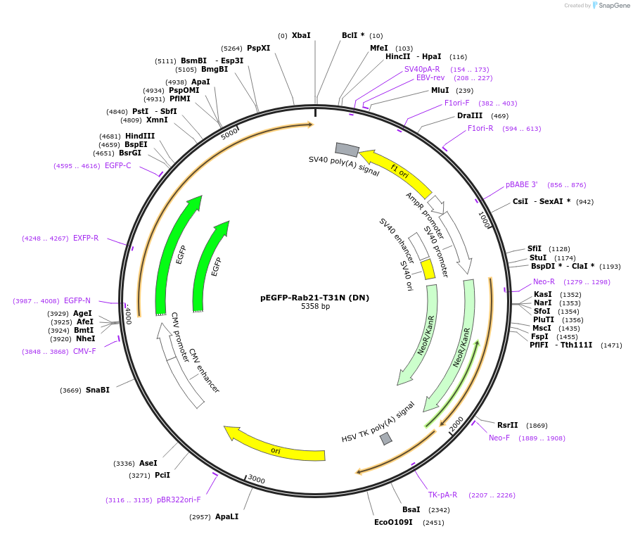 83423-plasmid-map-sequence-id-159112