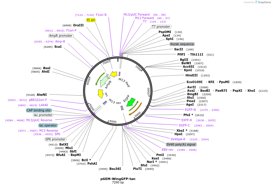 83473-plasmid-map-sequence-id-159157