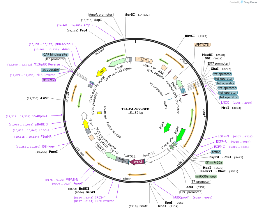 83469-plasmid-map-sequence-id-159296
