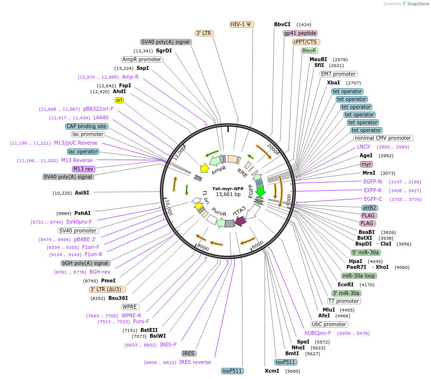 83468-plasmid-map-sequence-id-159297