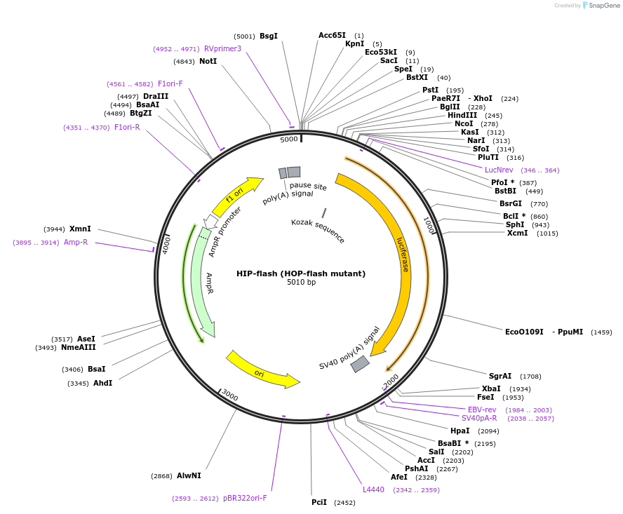 83466-plasmid-map-sequence-id-159299