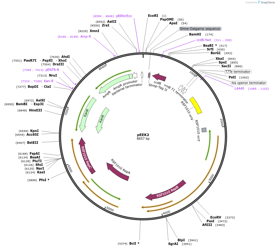 83492-plasmid-map-sequence-id-159331