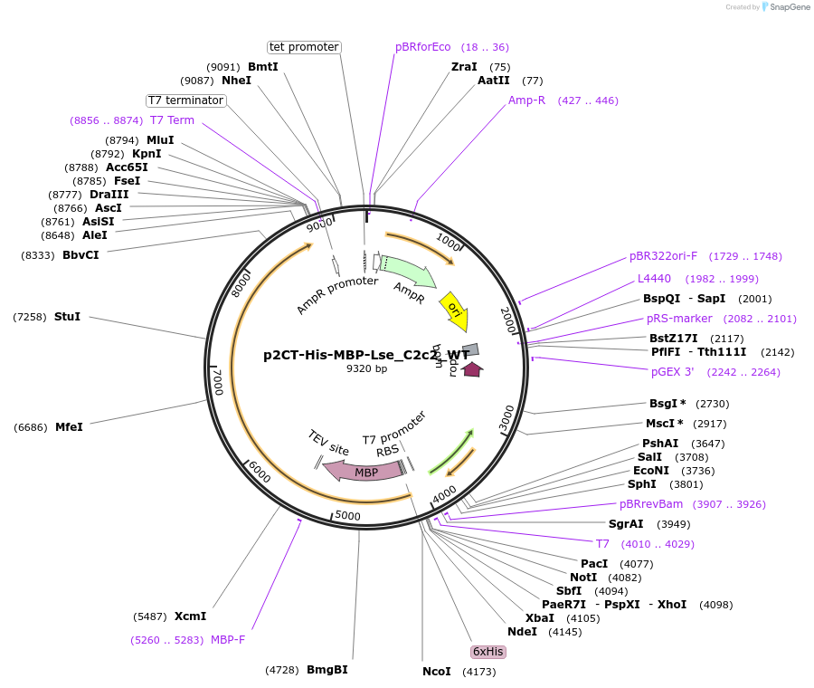 83486-plasmid-map-sequence-id-159343