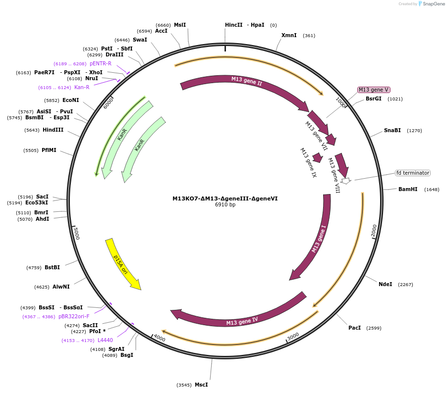 80840-plasmid-map-sequence-id-159383