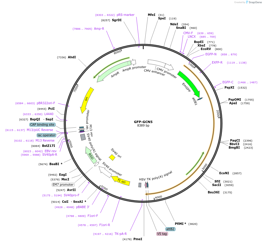 65386-plasmid-map-sequence-id-159425