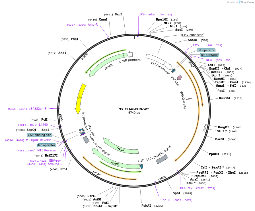 44985-plasmid-map-sequence-id-159427