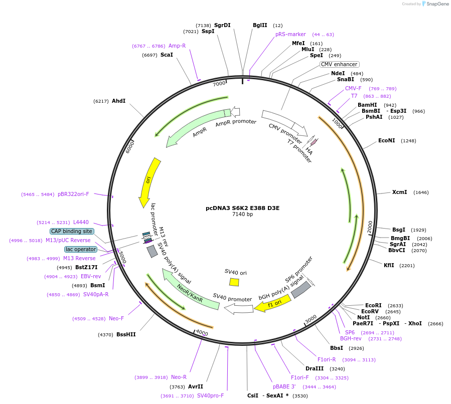 17731-plasmid-map-sequence-id-159431