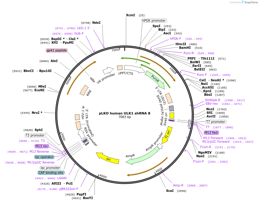27633-plasmid-map-sequence-id-159432