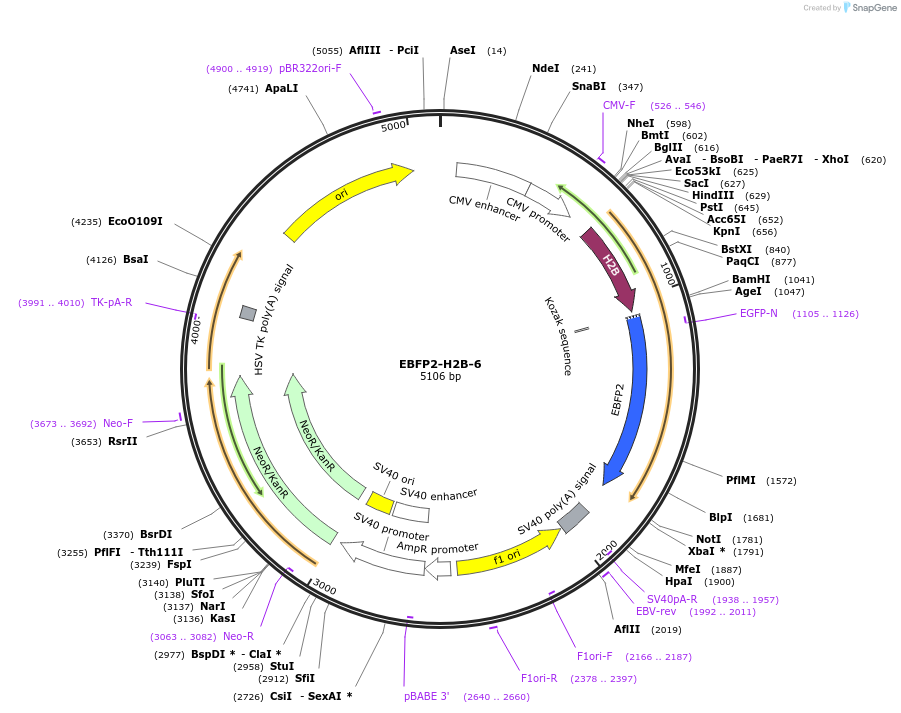 55243-plasmid-map-sequence-id-159436