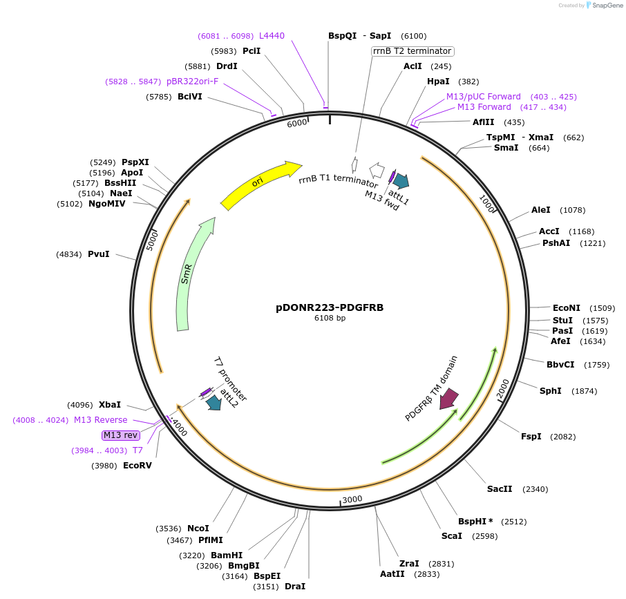 23893-plasmid-map-sequence-id-159437