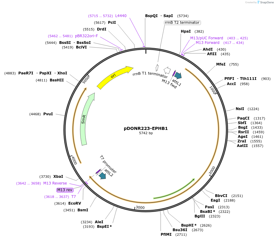 23930-plasmid-map-sequence-id-159438
