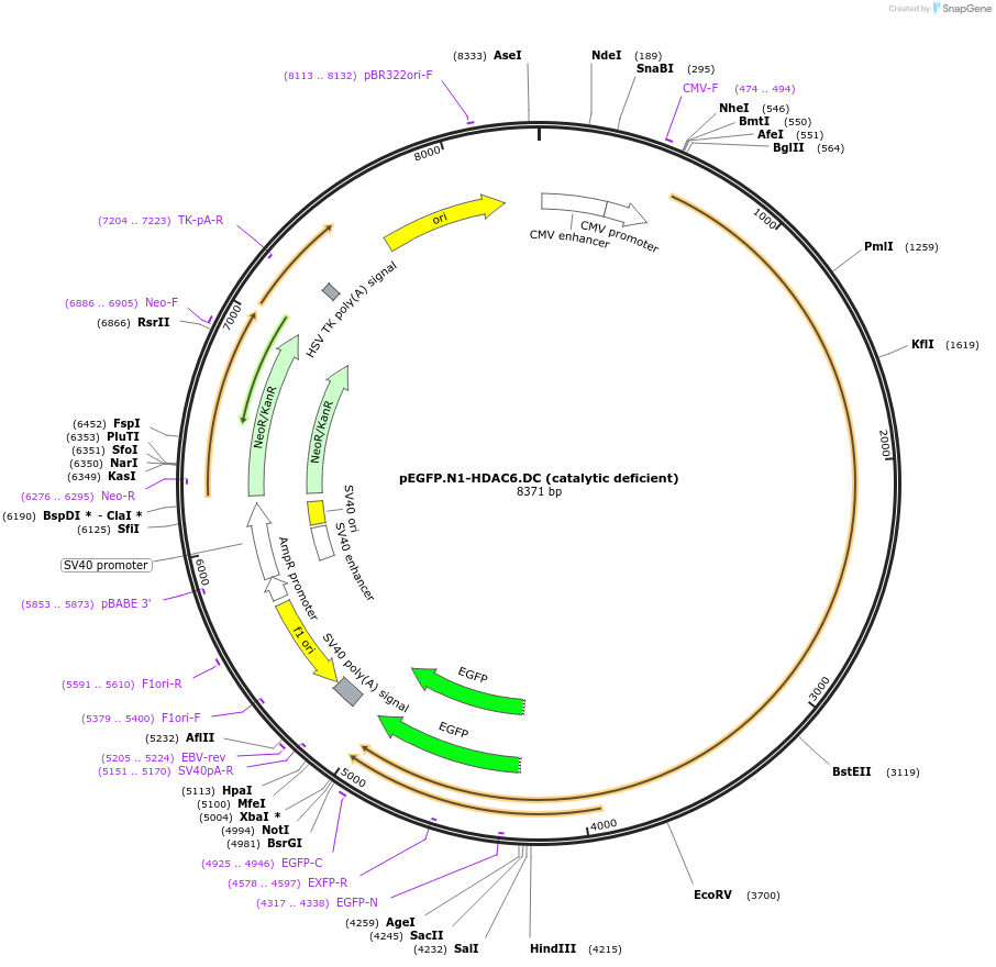 36189-plasmid-map-sequence-id-159448