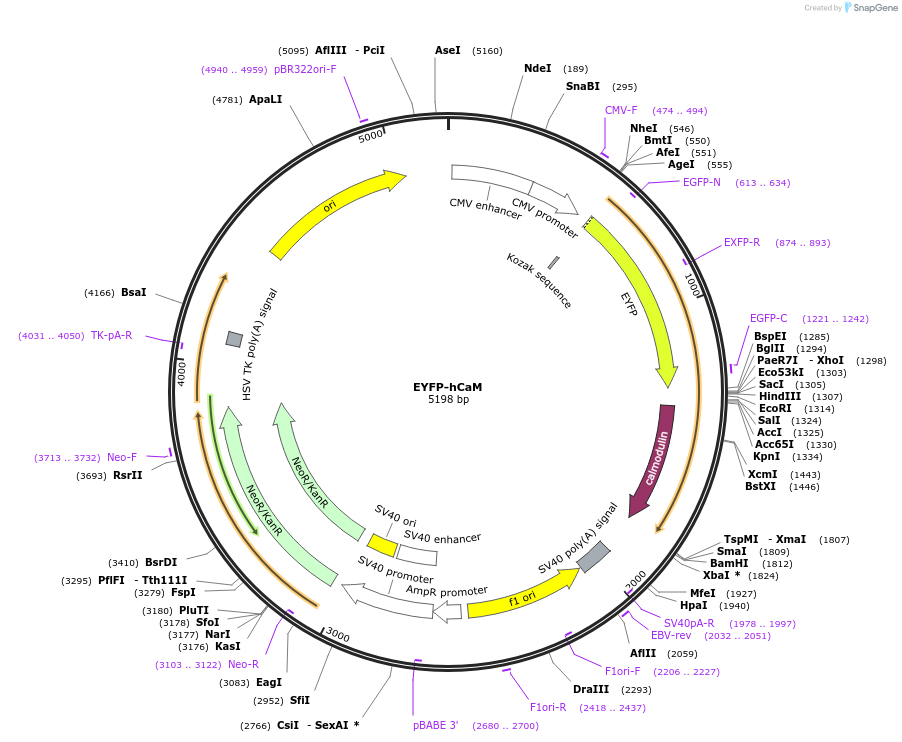 47603-plasmid-map-sequence-id-159451