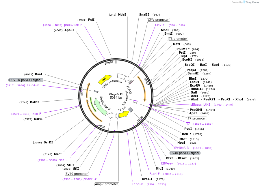 18003-plasmid-map-sequence-id-159452