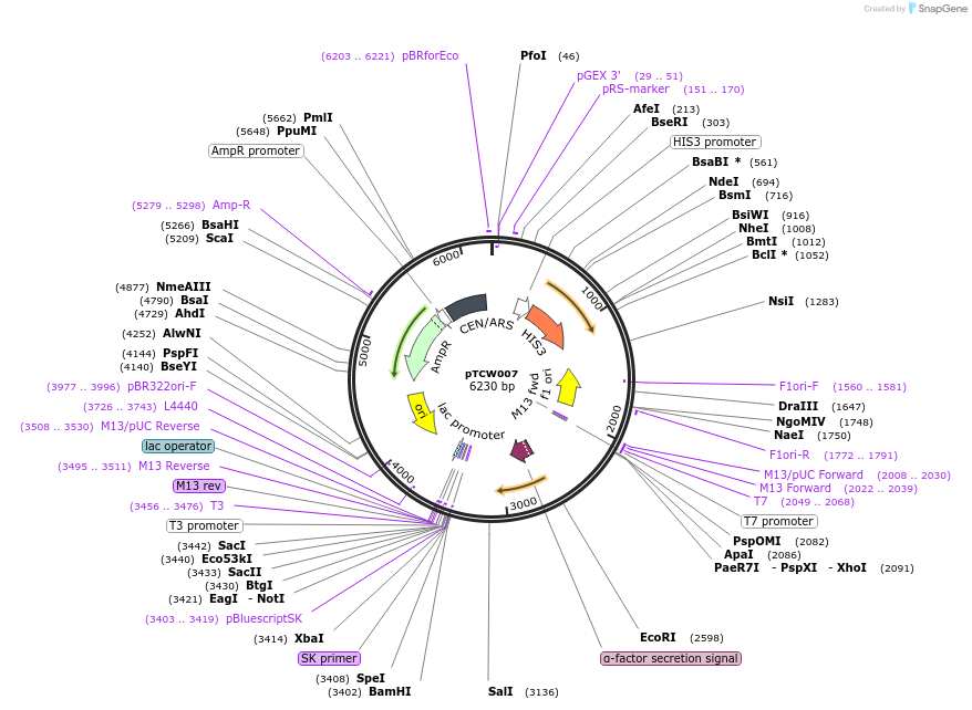 83525-plasmid-map-sequence-id-159457