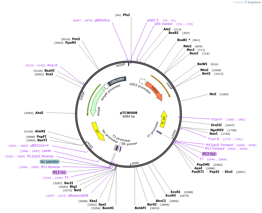 83526-plasmid-map-sequence-id-159458