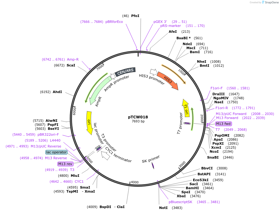 83531-plasmid-map-sequence-id-159463