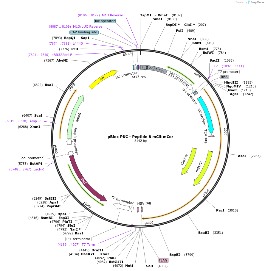 83563-plasmid-map-sequence-id-159470