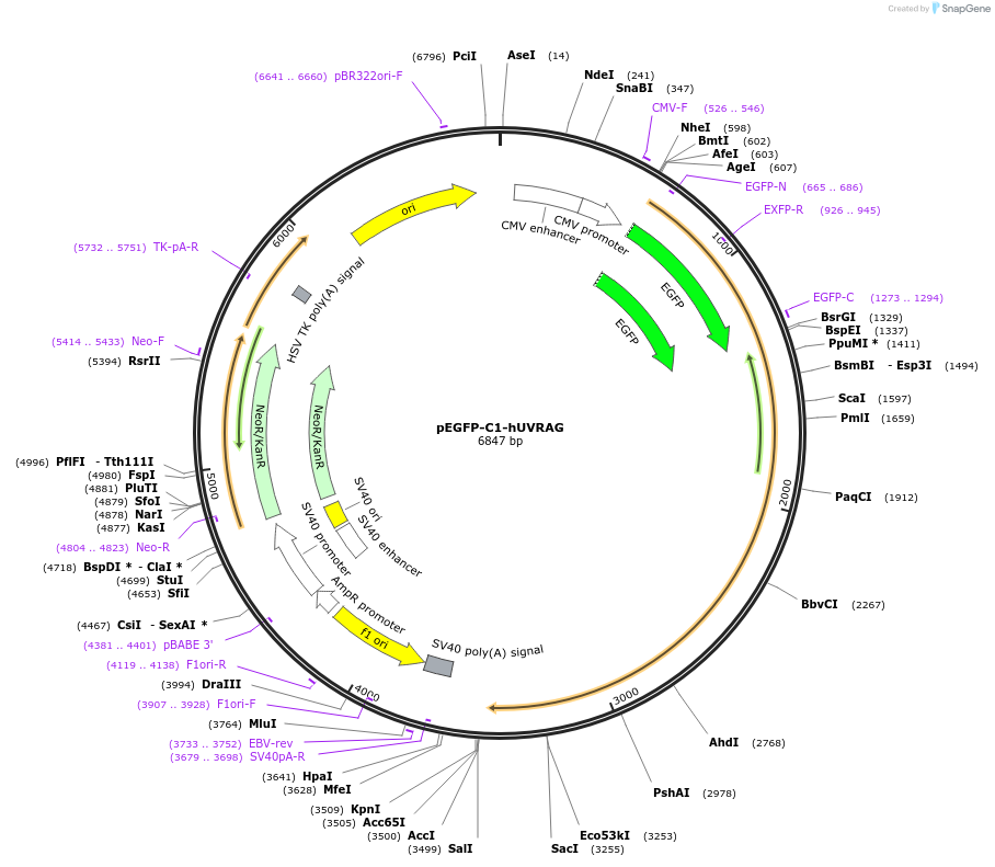 24296-plasmid-map-sequence-id-159471