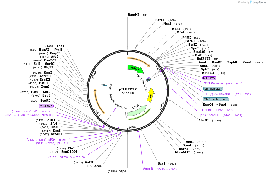 83538-plasmid-map-sequence-id-159473