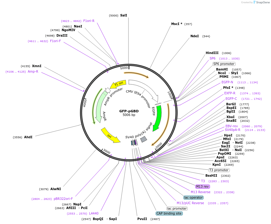 26735-plasmid-map-sequence-id-159474