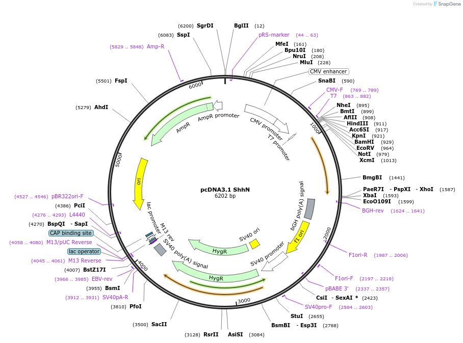 37680-plasmid-map-sequence-id-159475