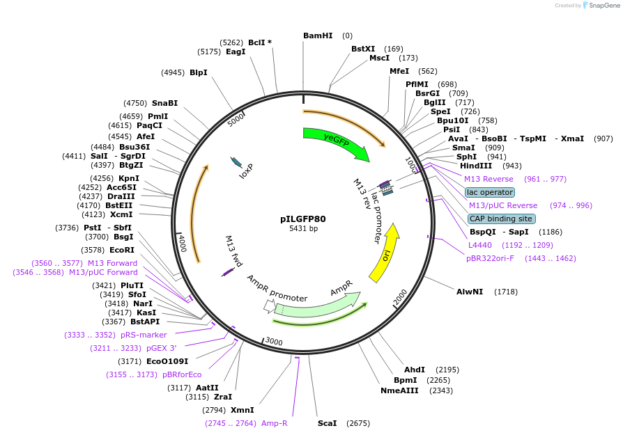 83540-plasmid-map-sequence-id-159477