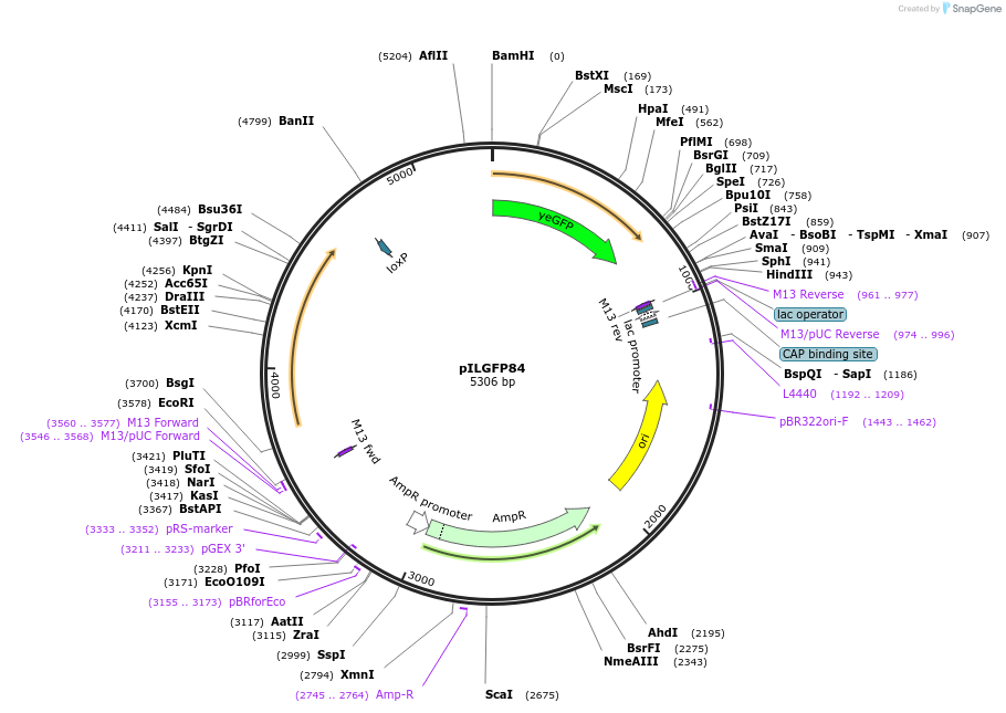 83542-plasmid-map-sequence-id-159479