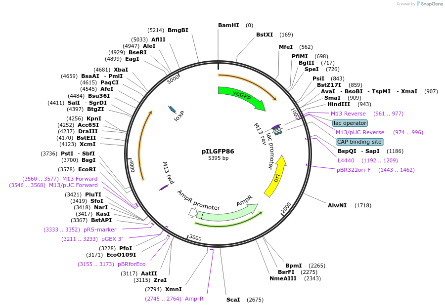 83543-plasmid-map-sequence-id-159480