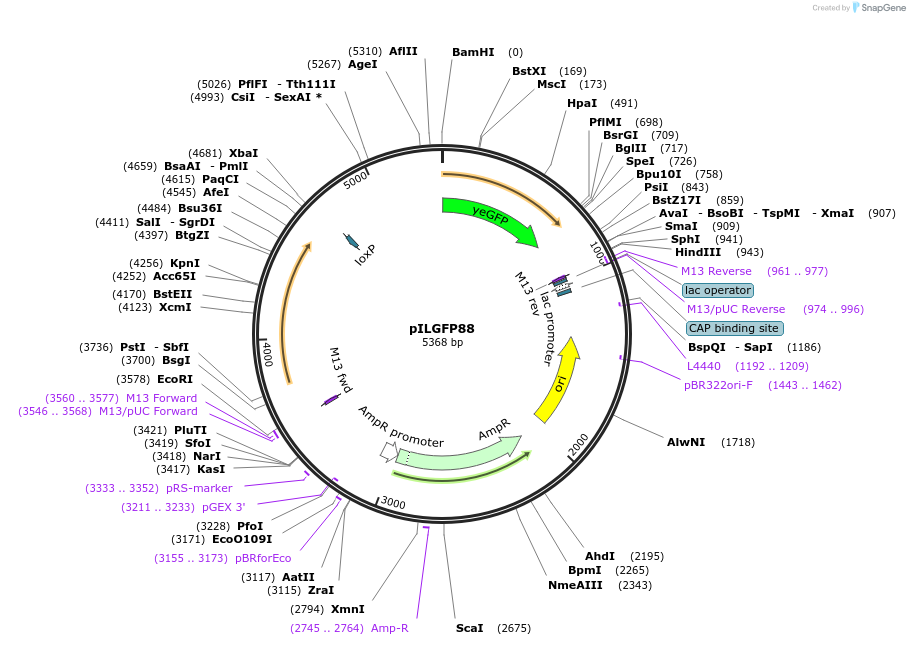 83544-plasmid-map-sequence-id-159481