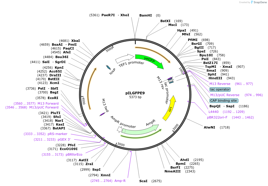 83545-plasmid-map-sequence-id-159483
