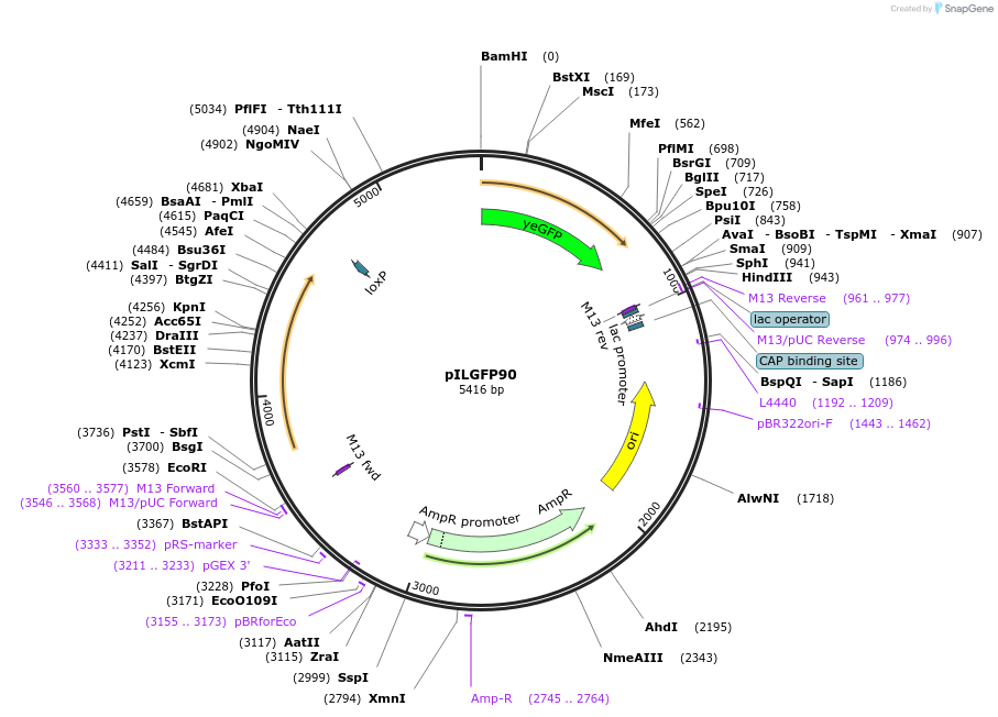 83547-plasmid-map-sequence-id-159484