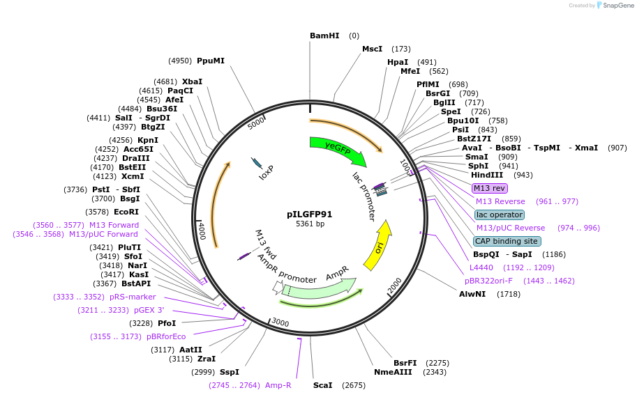83548-plasmid-map-sequence-id-159486