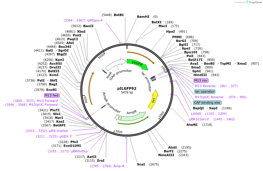83549-plasmid-map-sequence-id-159488