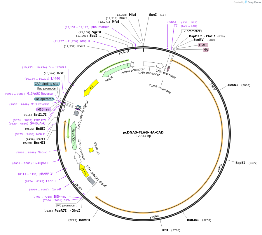 46238-plasmid-map-sequence-id-159489