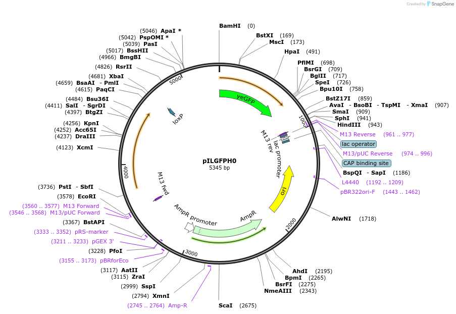 83552-plasmid-map-sequence-id-159492