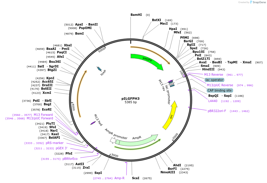 83553-plasmid-map-sequence-id-159493