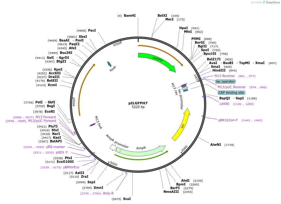 83554-plasmid-map-sequence-id-159494