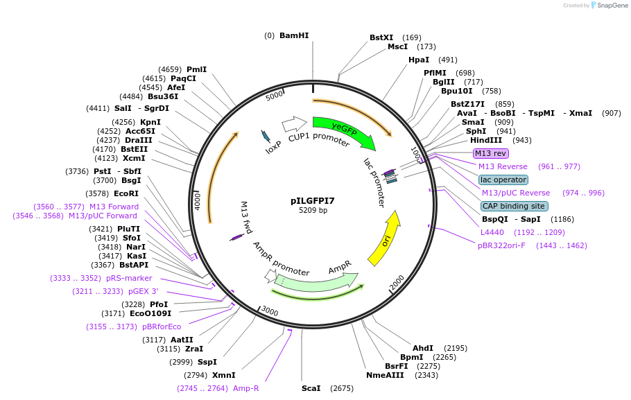 83555-plasmid-map-sequence-id-159495