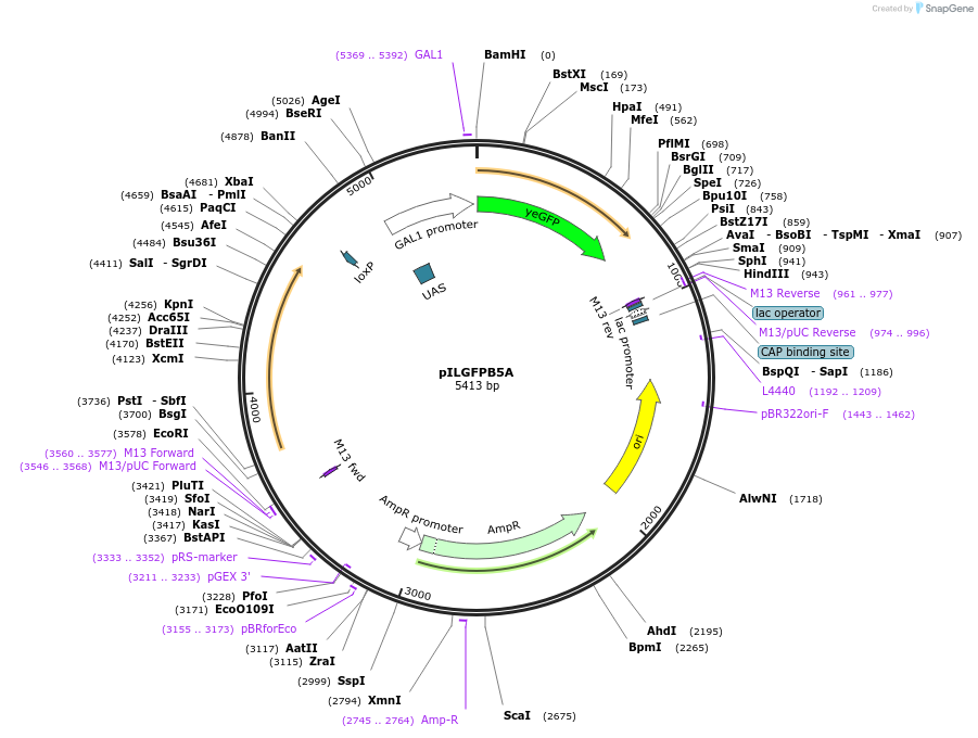 83556-plasmid-map-sequence-id-159496