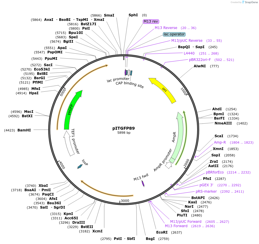 83560-plasmid-map-sequence-id-159500