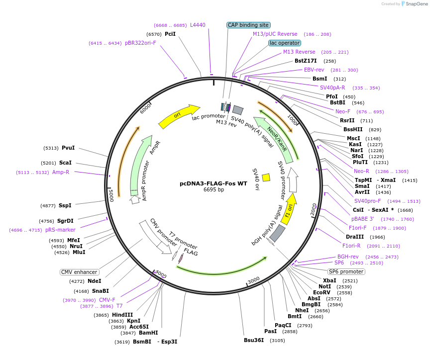 8966-plasmid-map-sequence-id-159511