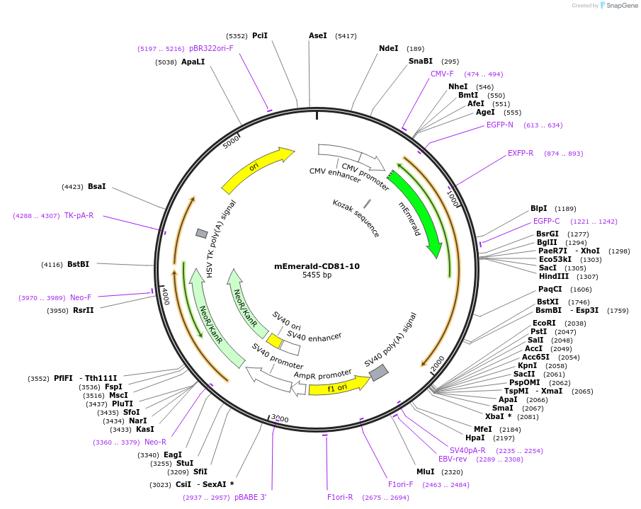 54031-plasmid-map-sequence-id-159517