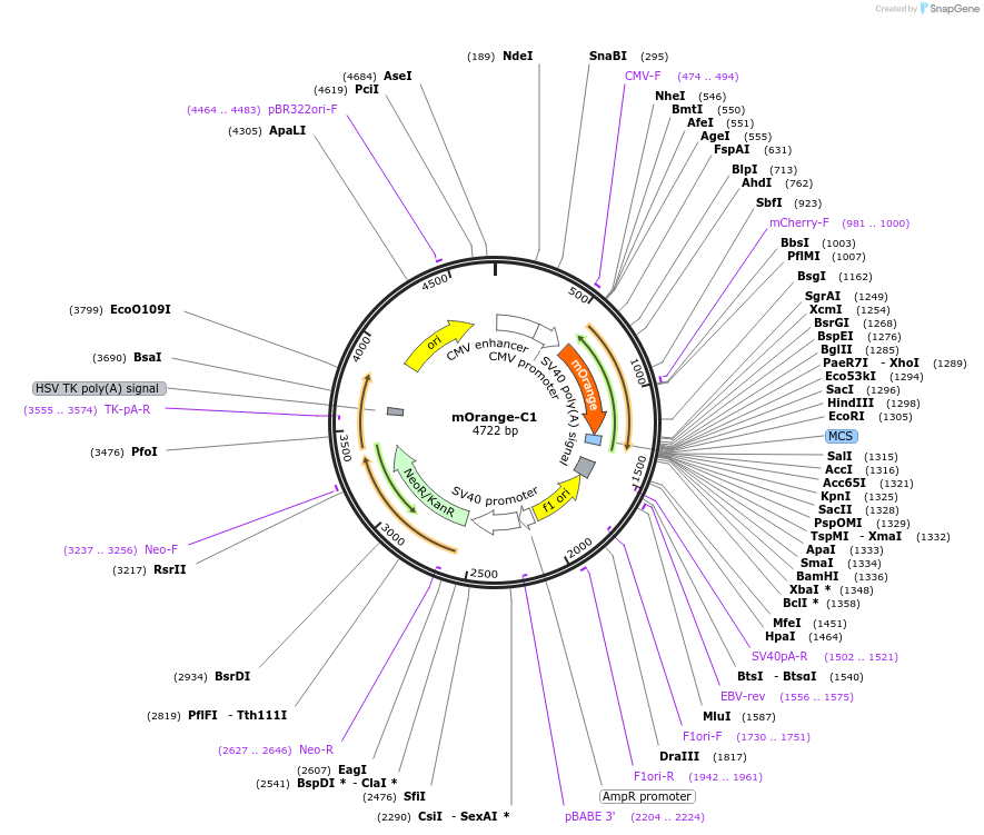 54680-plasmid-map-sequence-id-159518