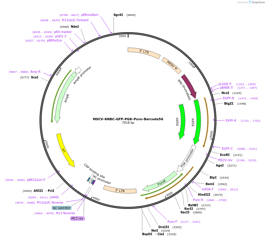 83733-plasmid-map-sequence-id-159898