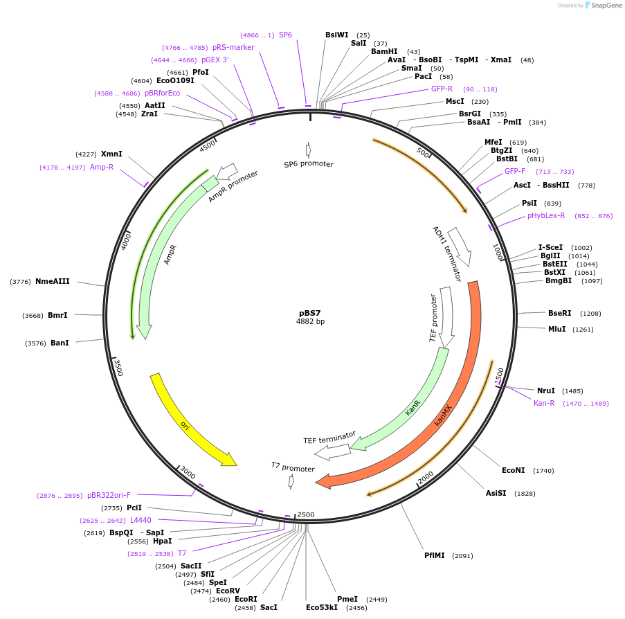 83774-plasmid-map-sequence-id-159984