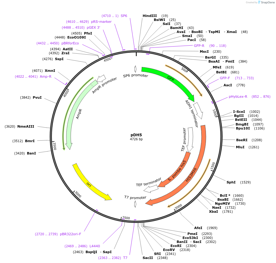 83775-plasmid-map-sequence-id-159997