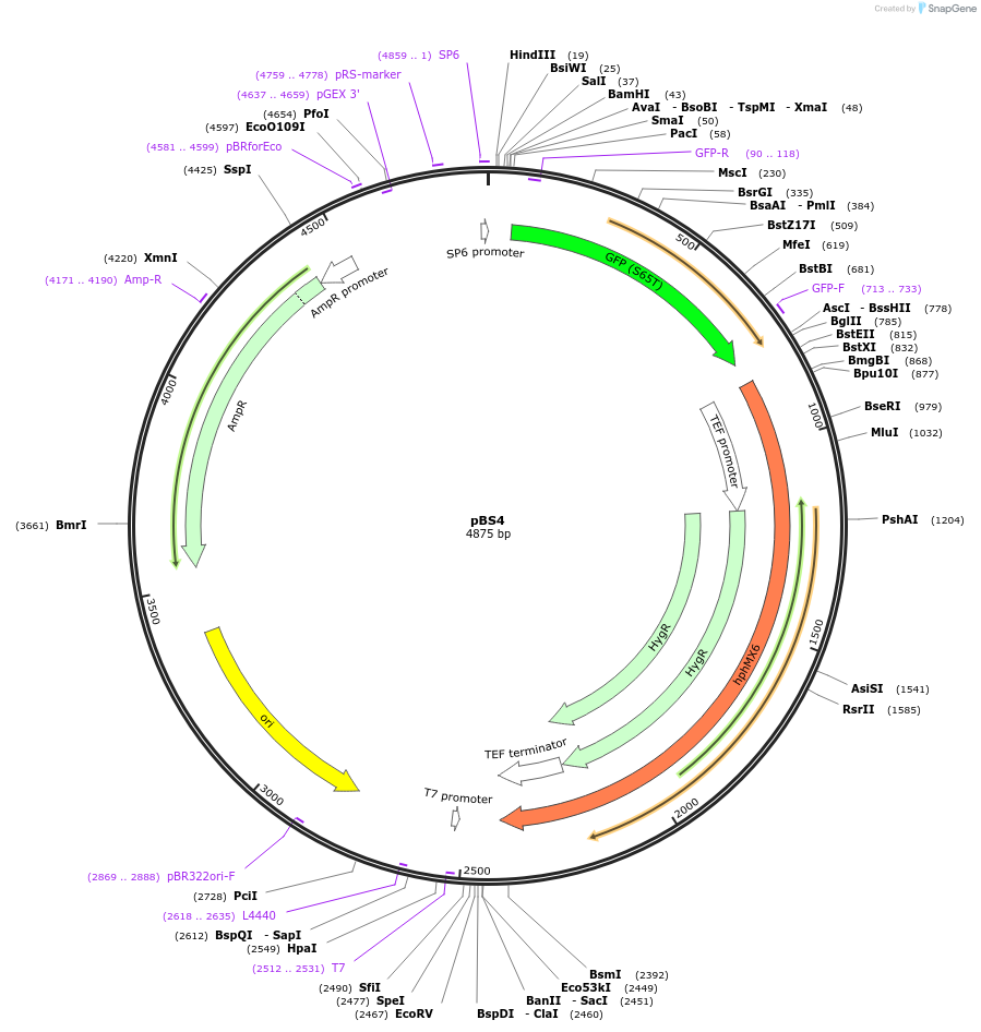 83793-plasmid-map-sequence-id-160022