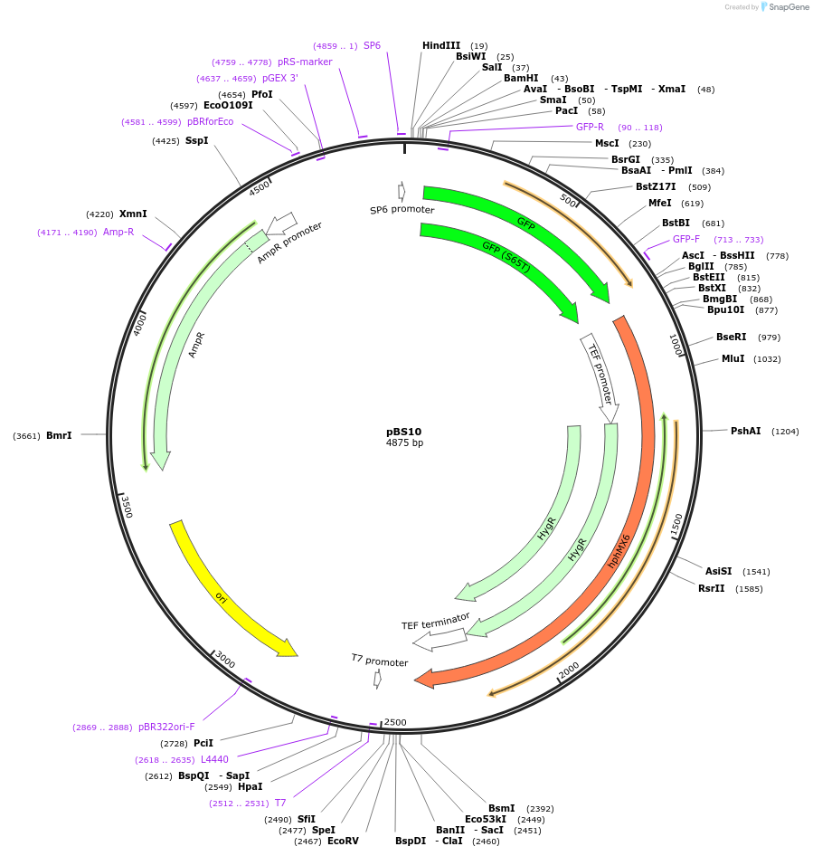83795-plasmid-map-sequence-id-160032